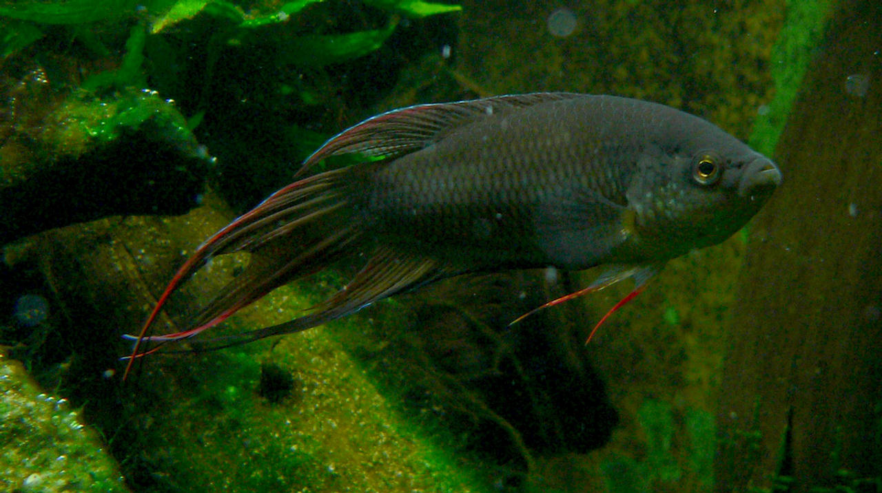 Macropodus erythropterus